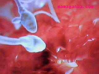 妊娠・出産・胎児のCG・3D画像