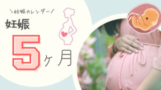 妊娠5ヶ月（16～19週）胎児の成長・妊娠生活