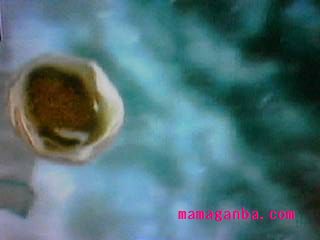 胎児細胞