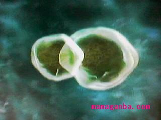 精子と卵子の核の合体妊娠２週目